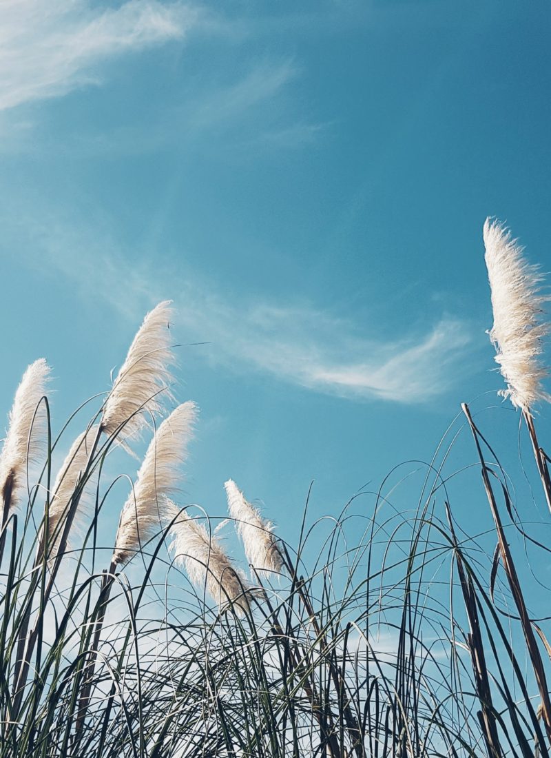 17 Powerful Ways To Make The Air Cleaner In Your Home