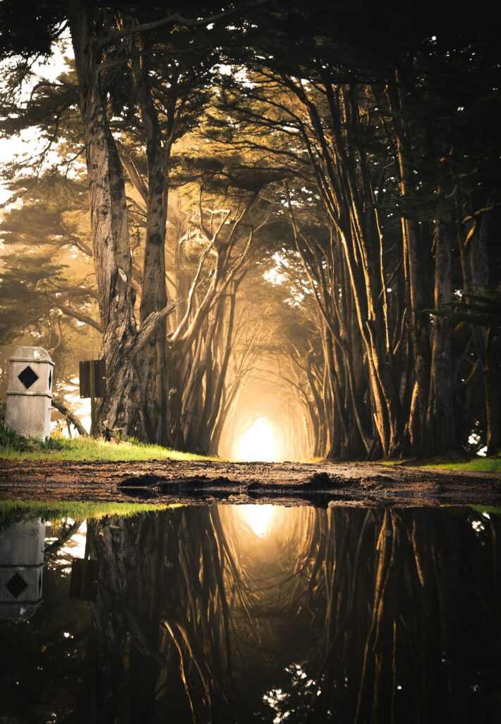 Inspirational landscape of a tunnel of light surrounded by trees reflected in still water.